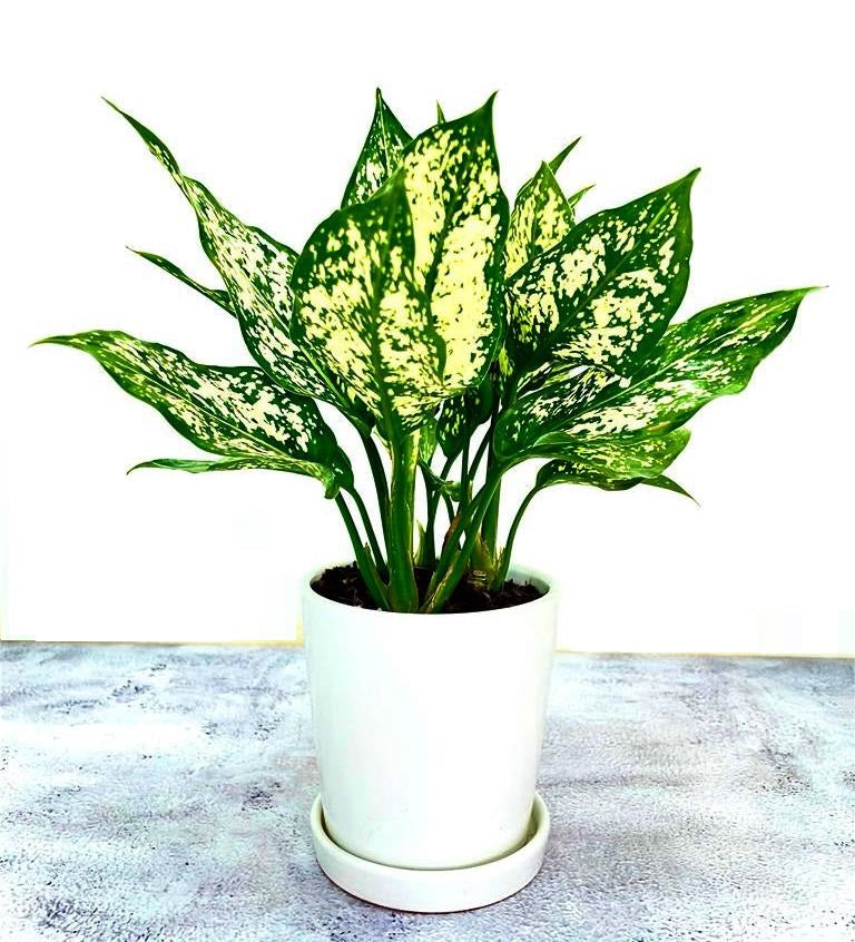 Aglaonema Snow White with Round Ceramic Pot with Plate - Chinese Evergreen