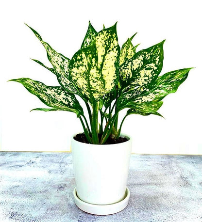 Aglaonema Snow White with Round Ceramic Pot with Plate