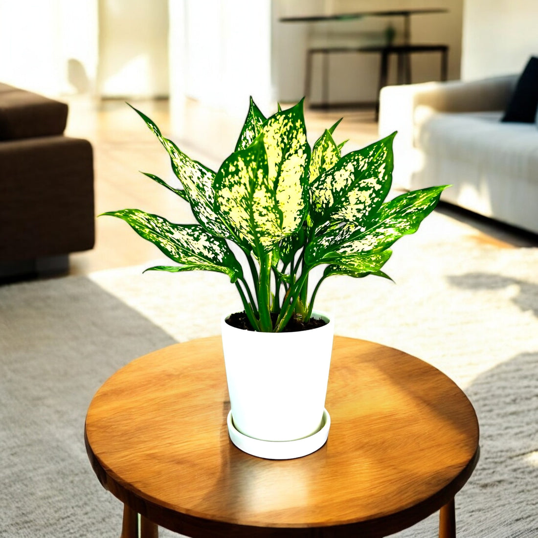 Aglaonema Snow White with Round Ceramic Pot with Plate