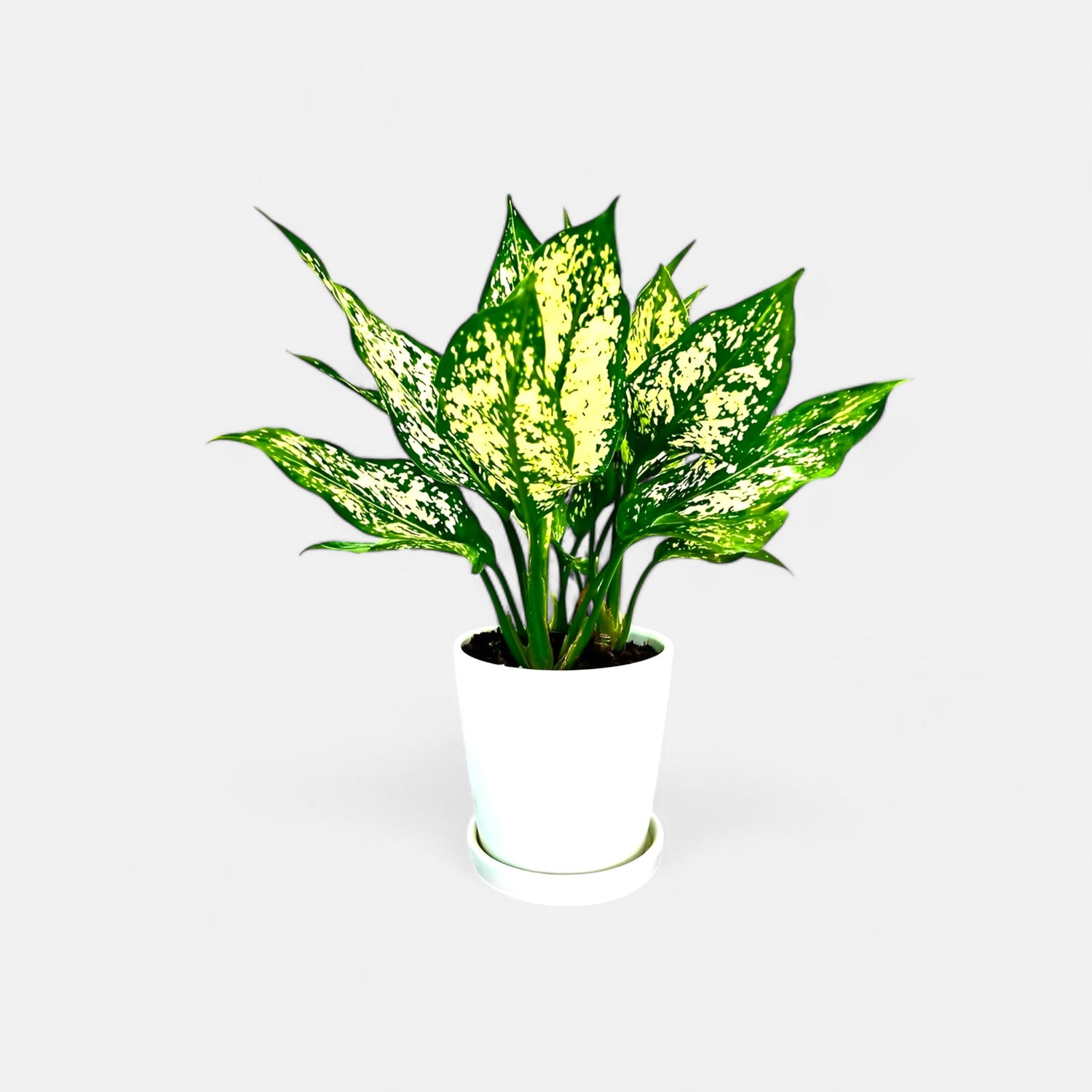 Aglaonema Snow White with Round Ceramic Pot with Plate