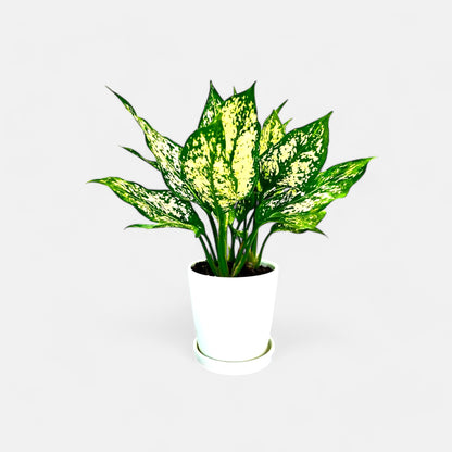 Aglaonema Snow White with Round Ceramic Pot with Plate