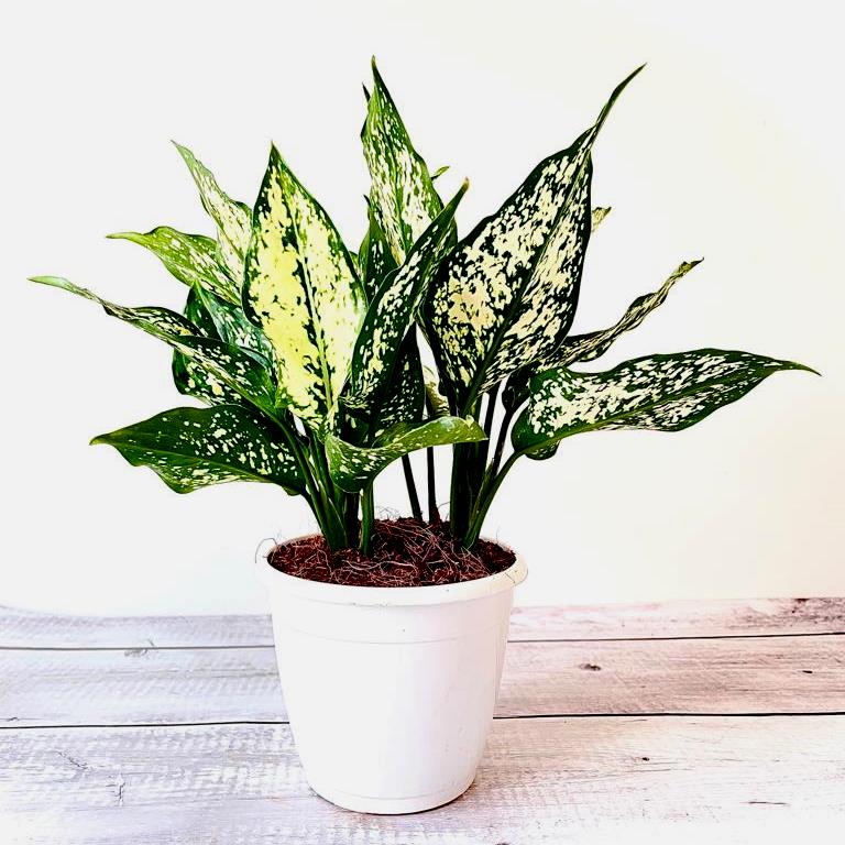 Aglaonema Snow White Plant