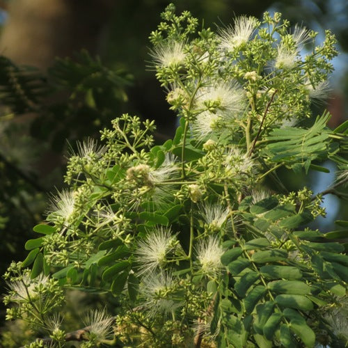 Albizia Odoratissima, Kali Siris ( 1 kg ) - Seeds