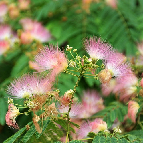 Albizia Procera Siris ( 1 Kg ) - Seeds