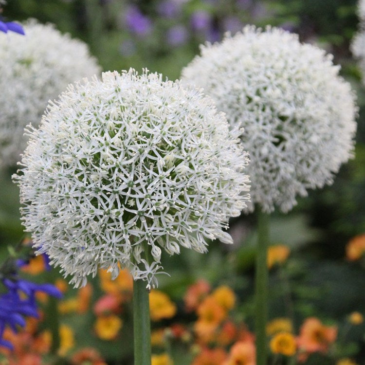 Allium Bulbs (Cowanii, 3 Bulb)