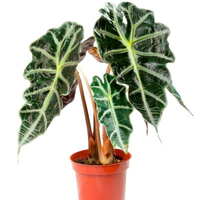 Alocasia Black - Elephant Ear Plant