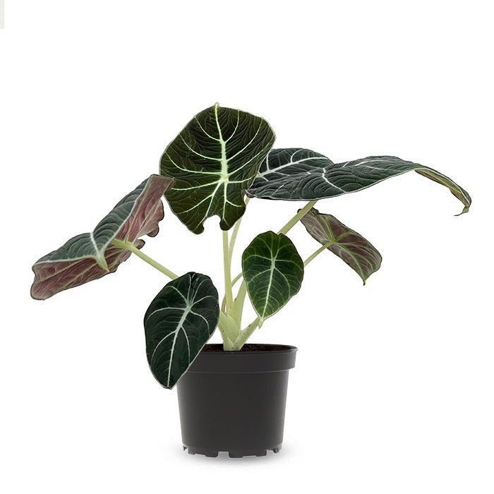 Alocasia Black Velvet - Elephant Ear Plant