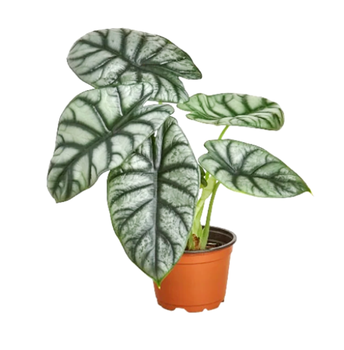 Alocasia Silver Dragon Plant