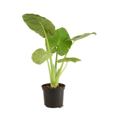 Alocasia Green - Elephant Ear Plant