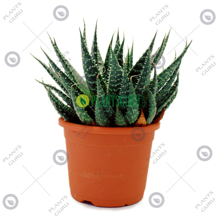 Aloe Aristata Succulent Plant