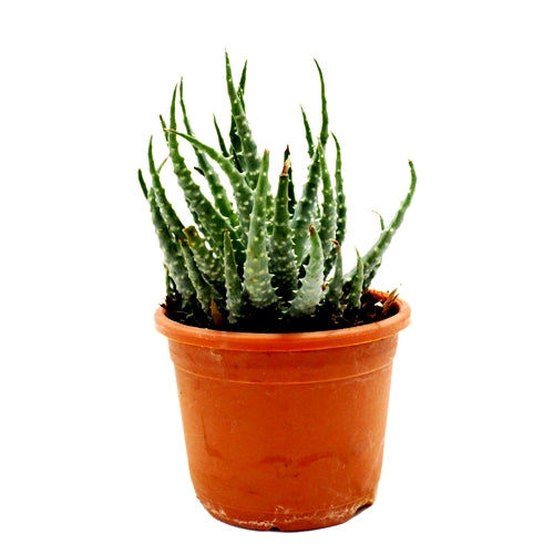 Aloe Humilis Succulent Plant