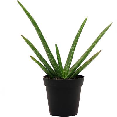 Aloe Vera Plant