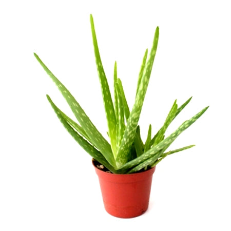 Aloe Vera Plant