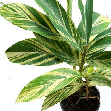 Alpinia Purpurata Variegated Ginger Plant