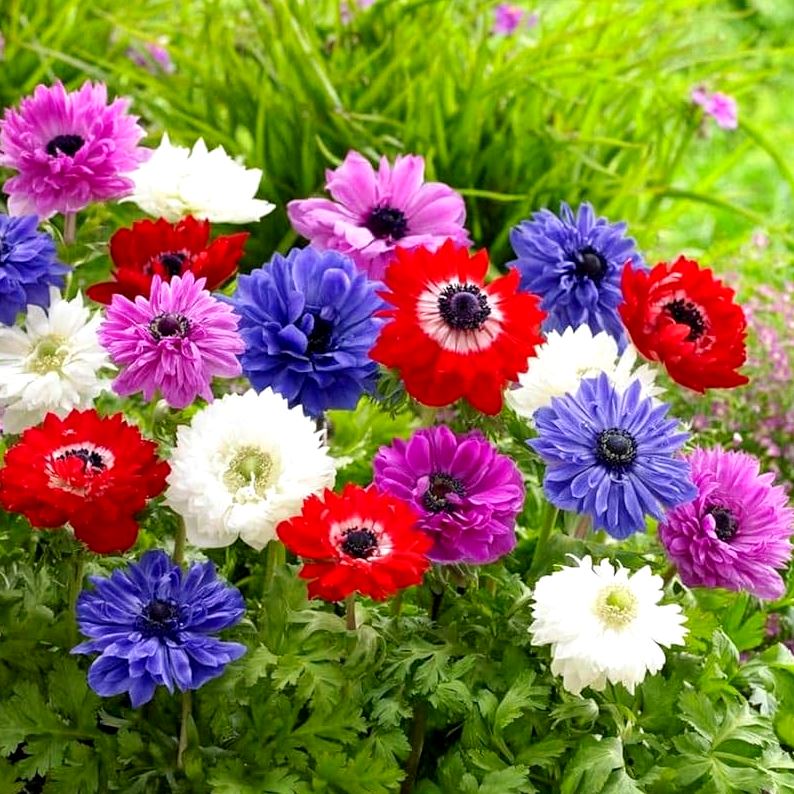 Anemone Double Bulbs - 4 Bulbs