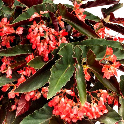 Begonia Pink Long - Angel Wing Begonia Torch Red