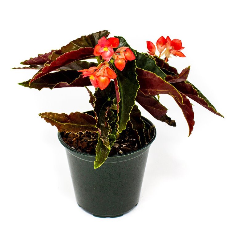 Begonia Pink Long - Angel Wing Begonia Torch Red