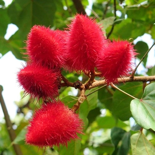 Annatto Plant - Bixa Orellana, Lipstick tree