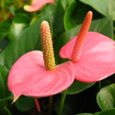 Anthurium Pink Plant - Flamingo Flower, Laceleaf, Tailflower Plant