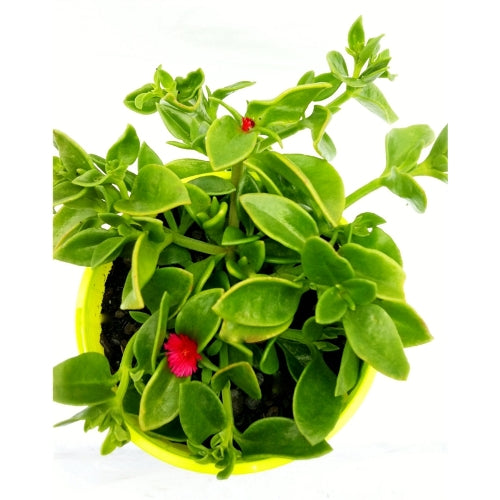 Aptenia Cordifolia Green - Baby Sun Rose Plant