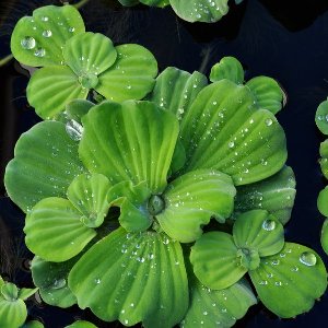 Water Lettuce 4 piece