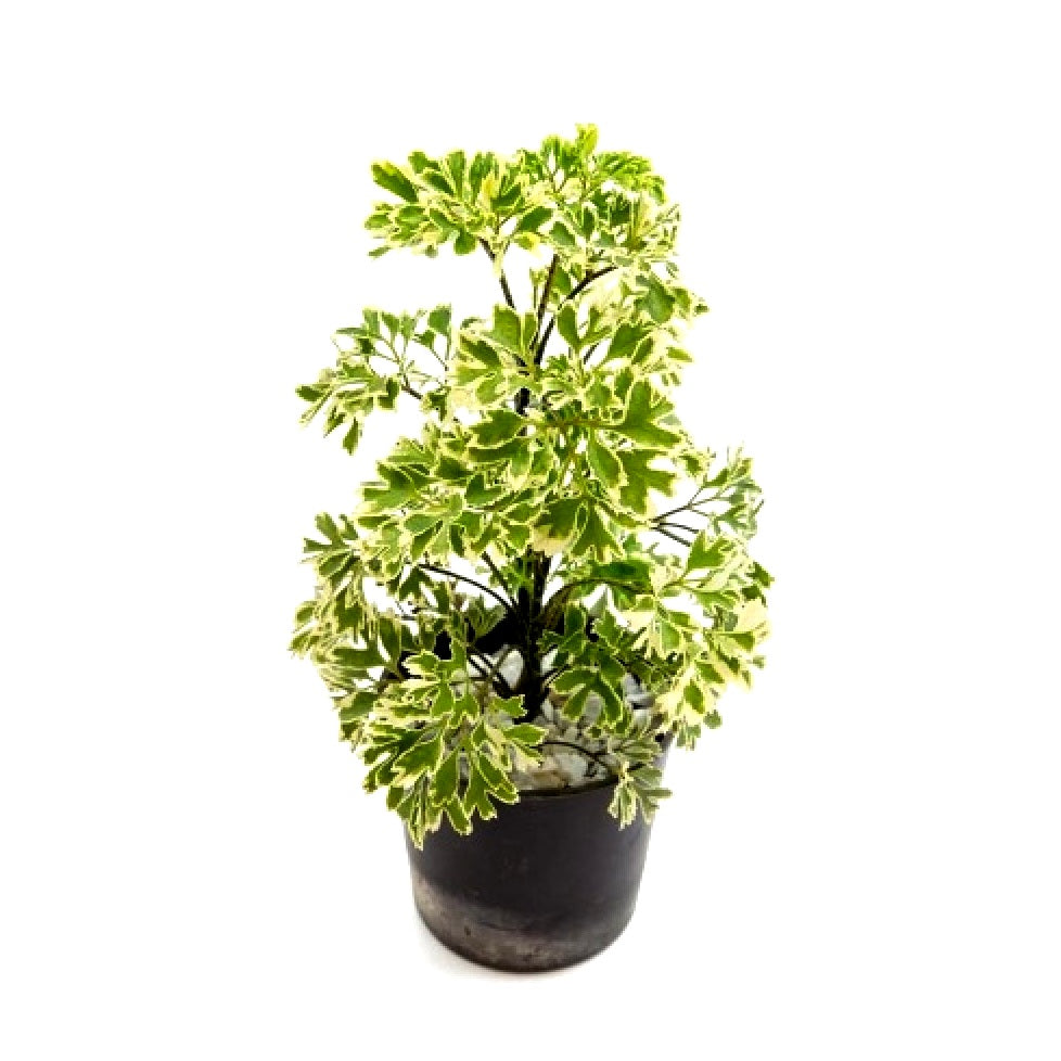 Arelia Miniature White - Aralia Plant