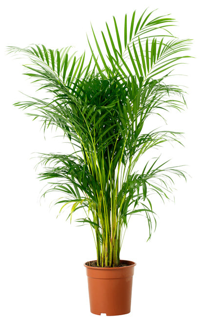 Areca Palm live Indoor Air Purify House Plant