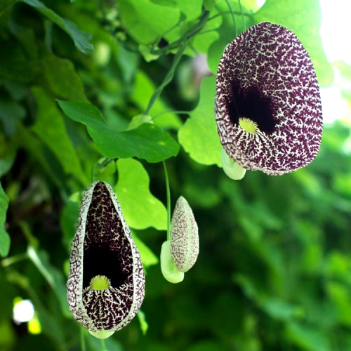 Aristolochia Elegans Plant - Duck Vine, Duck Flower Plant