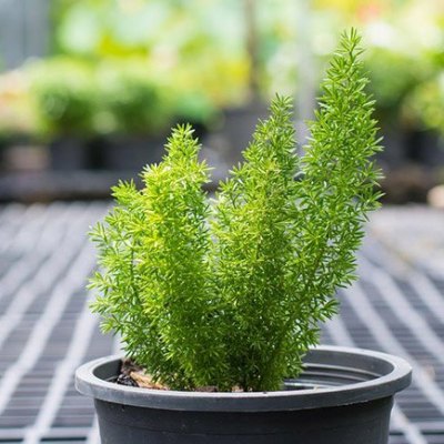 Asparagus Mayerri Plant - Foxtail Fern