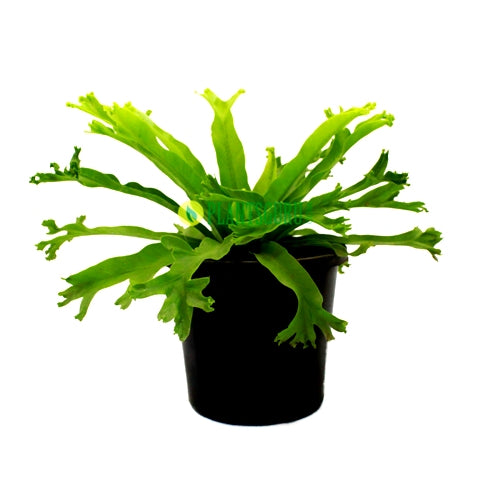 Asplenium Crisie - Asplenium Nidus, Bird Nest Fern Plant