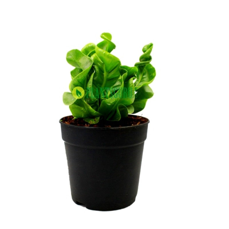 Asplenium Crispy Wave - Asplenium Nidus, Bird Nest Fern Plant