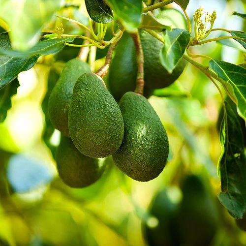 Avocado Plant (Grafted) - Butter Fruit Plant