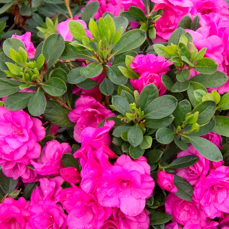 Azalea Pink Plant