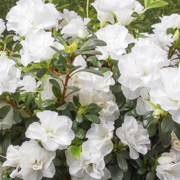 Azalea White Plant