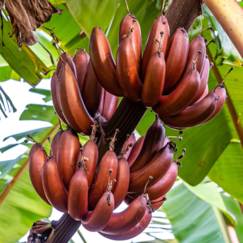 Red Banana Plant