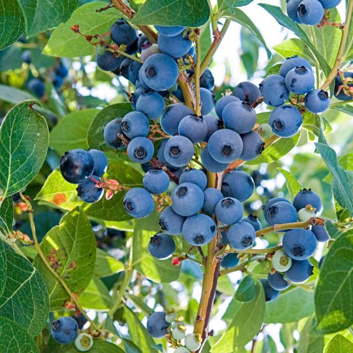 Blueberry Plant