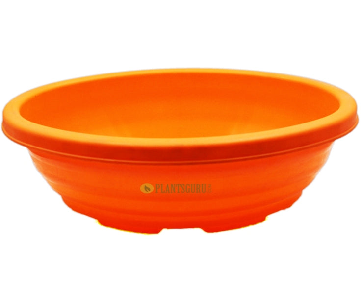 Bonsai Oval Orange 12 Inch (Pack of 2)