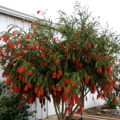 Bottle Brush Plant - Callistemon, Melaleuca flammea