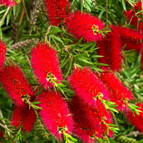 Bottle Brush Plant - Callistemon, Melaleuca flammea