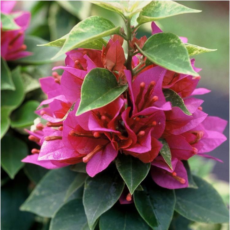 Bougainvillea Pink Cluster