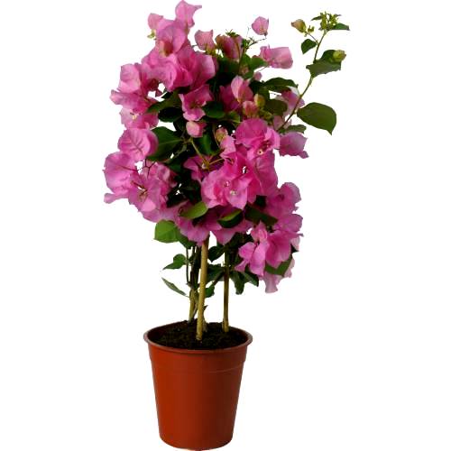 Bougainvillea Dwarf Pink Plant - Bougainvillea Glabra Pink