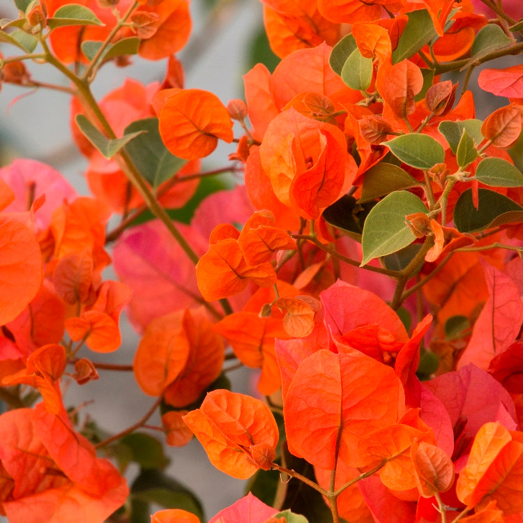 Bougainvillea Plant Orange King