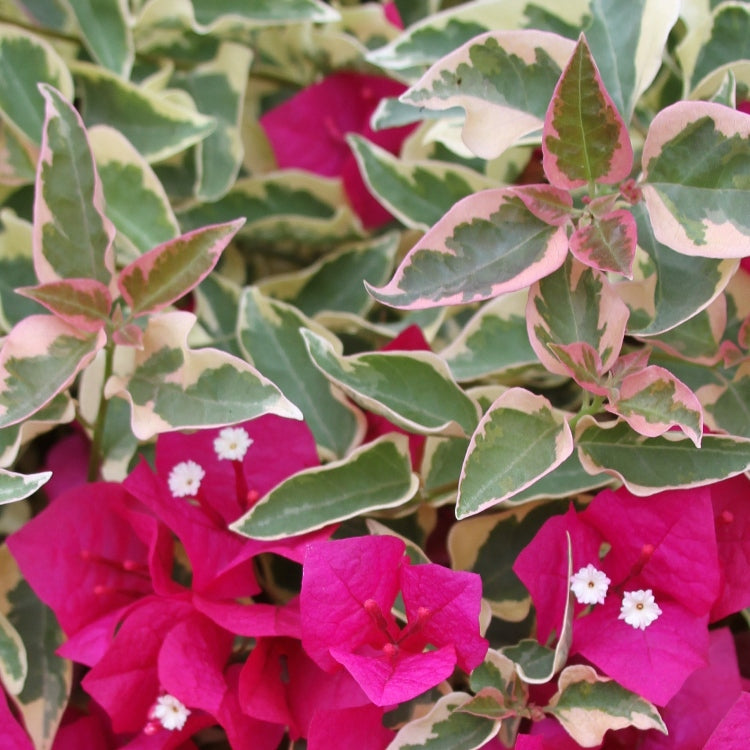 Bougainvillea Variegated Pink Plant