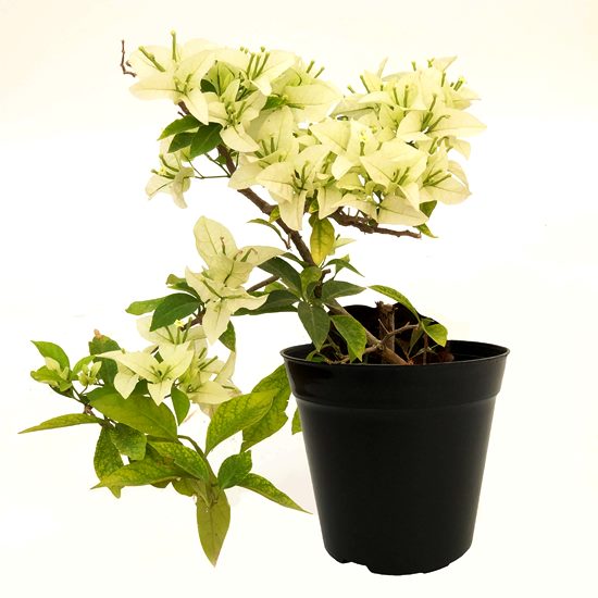 Bougainvillea Dwarf White Plant - Bougainvillea Glabra White