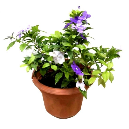 Brunfelsia Alata - yesterday today tomorrow plant