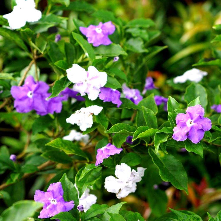 Brunfelsia Alata - yesterday today tomorrow plant