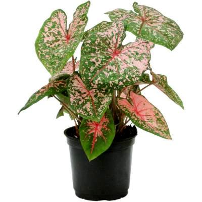 Caladium Bicolor Plant