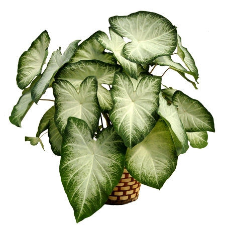 Caladium White Plant