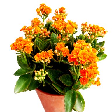 Calanchchu Orange Double - Kalanchoe Plant