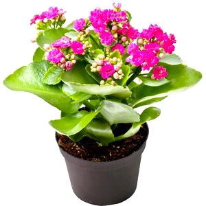 Calanchchu Pink Double - Kalanchoe Plant